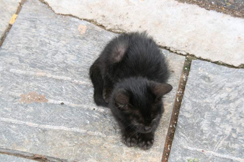 India & Nepal 2011 - 0403